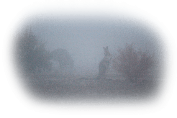 Kangaroos in the mist 2